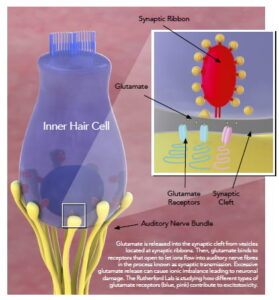 Inner hair cell with synapses