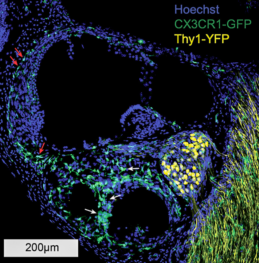 fluorescent microscopic image of the mouse cochlea