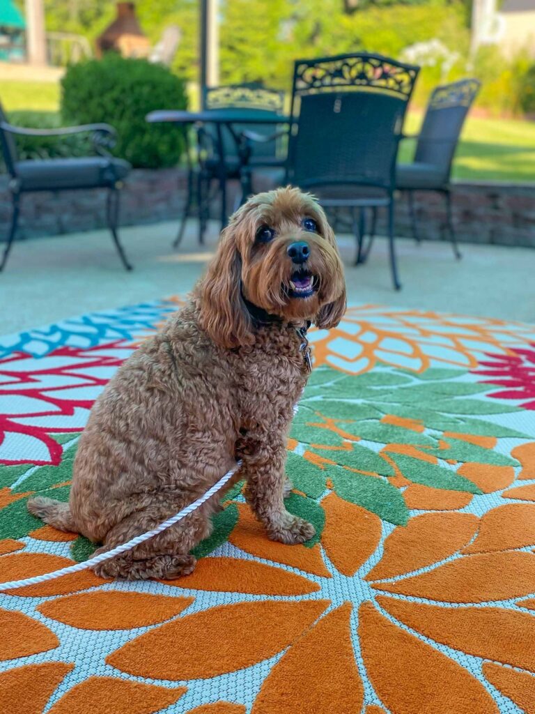 photo of cockapoo Riley