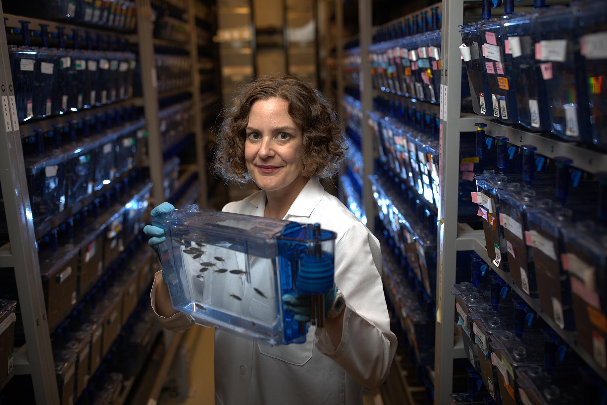 Lavinia Sheets, PhD, looks at zebrafish used in her otolaryngology research in the lab