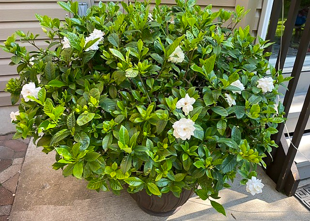 photo of gardenia