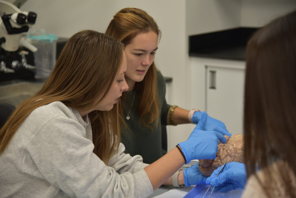 photo of students studying the brain