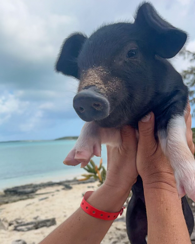 photo of pig