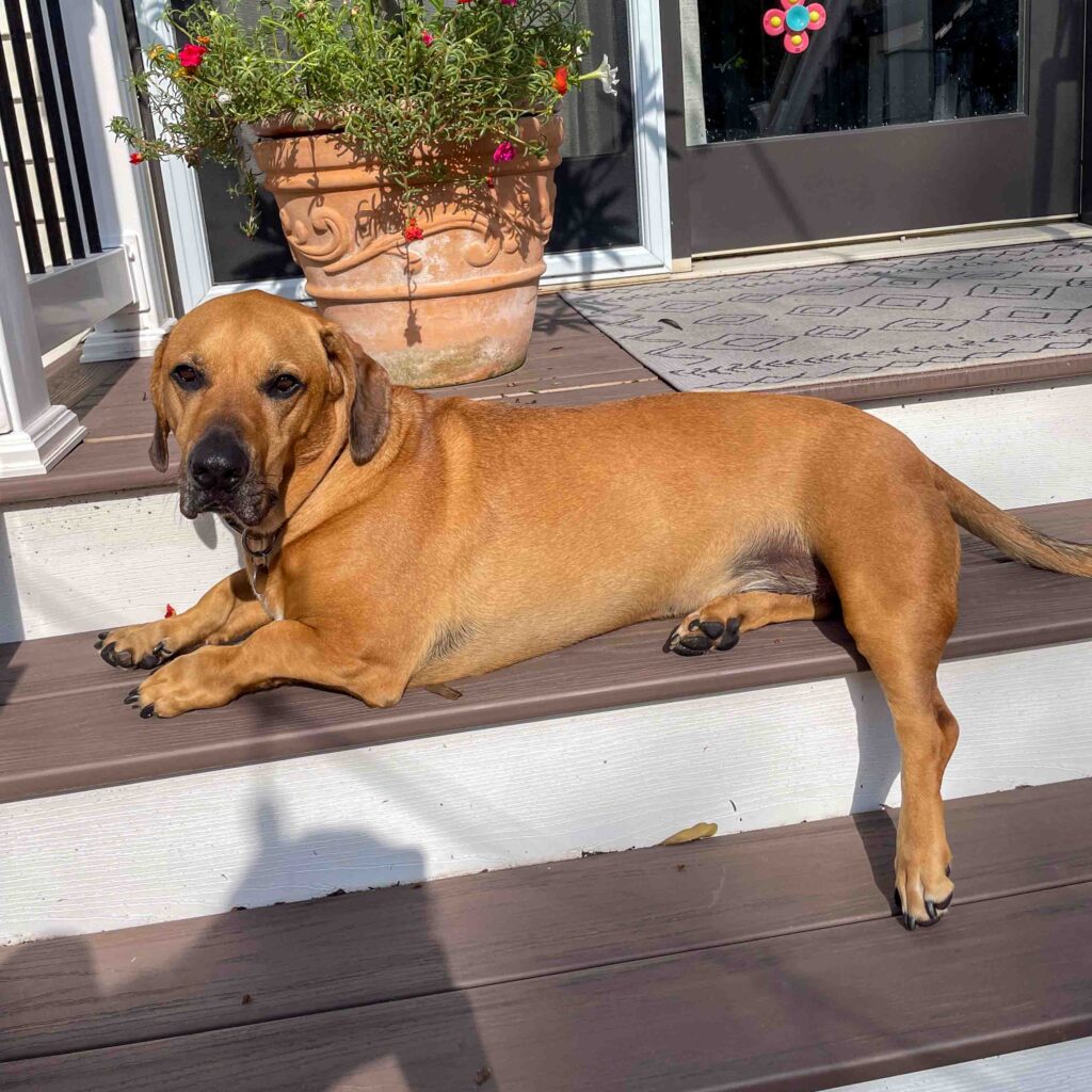 photo of family dog