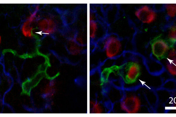 Scavenger cells help guide development and repair of the inner ear