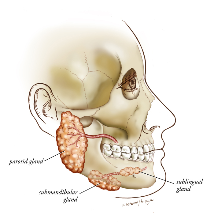 What Is Salivary Gland In Anatomy At Doris Mccloskey Blog