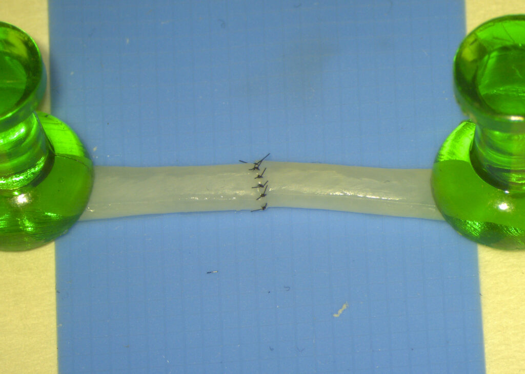 photo of sutured vessel