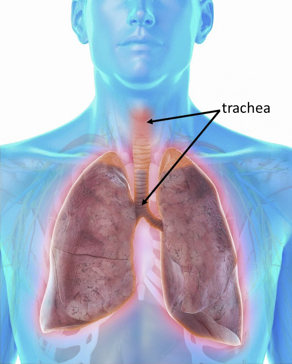illustration of trachea